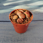Lithops sp. (Литопсы)