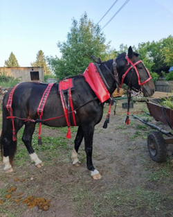 Хомут выездной