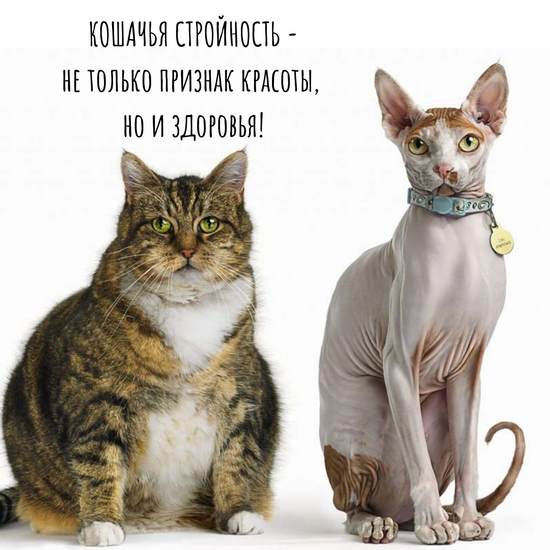 Кошачья стройность - не только признак красоты, но и здоровья!