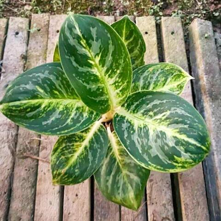 Аглаонема TOOL KLAO / COBRA