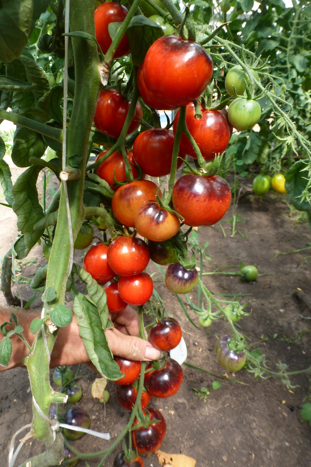 Помидоры - Blueberry Tomato - Черника