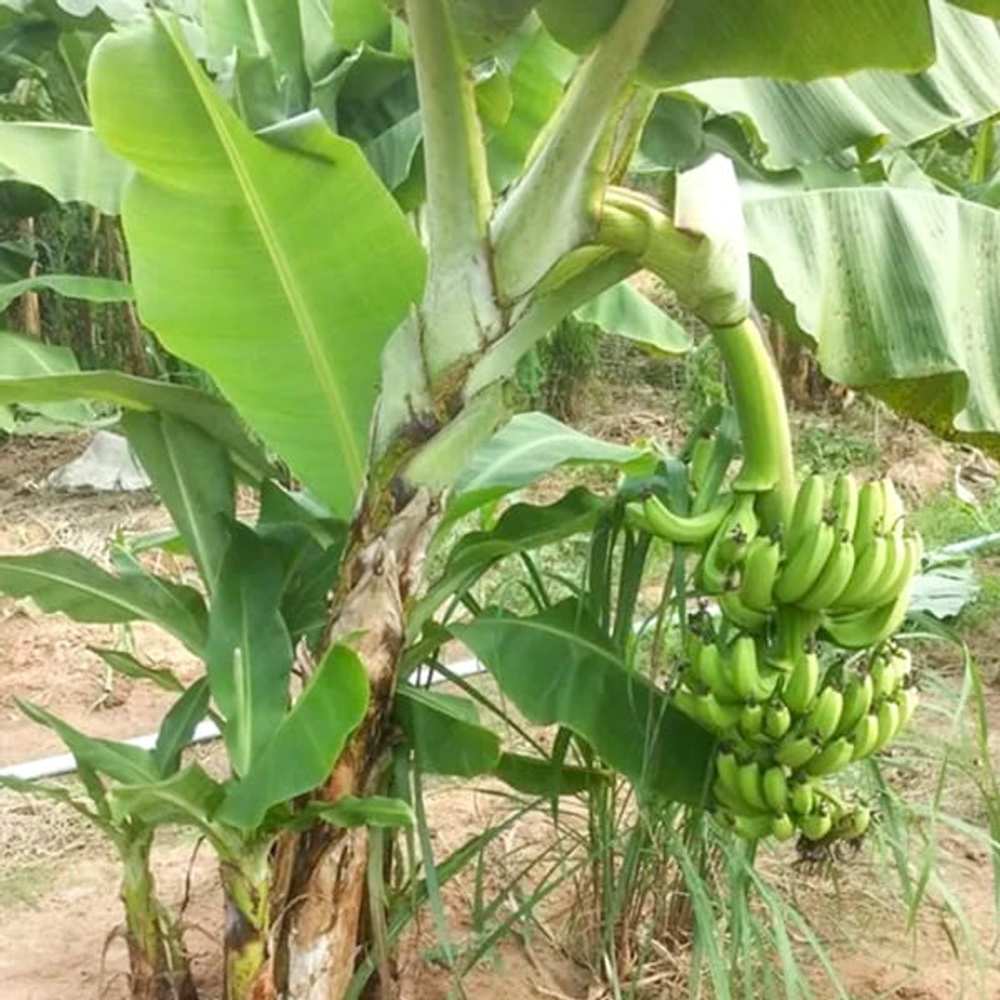 Банан Hom Khom (8)