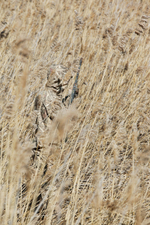 Костюм JahtiJakt Archie Light Reed Camo