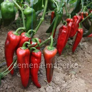 Перец ПР 3151 500 (семян)