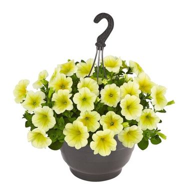 3257 Петуния SURPRISE YELLOW (ВЕСНА 2025)