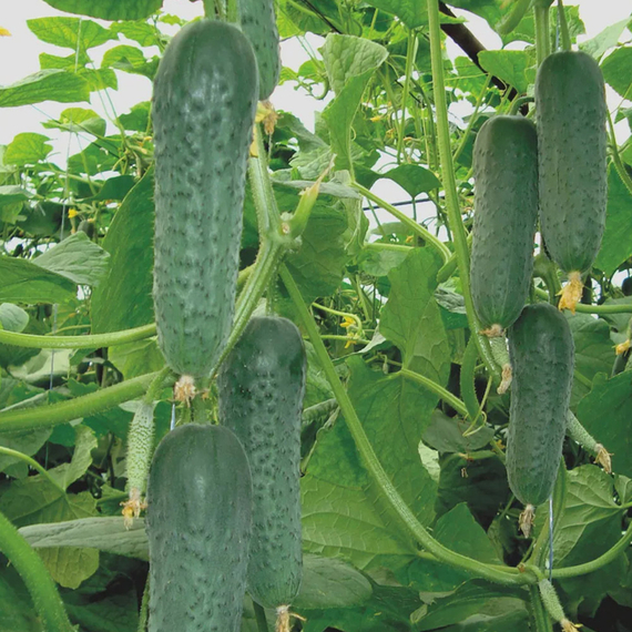 Гуннар F1 семена огурца партенокарпического (Enza Zaden / ALEXAGRO) культура – фото 3
