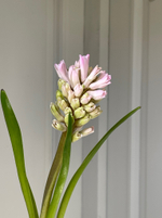 Гиацинт в розовом оттенке