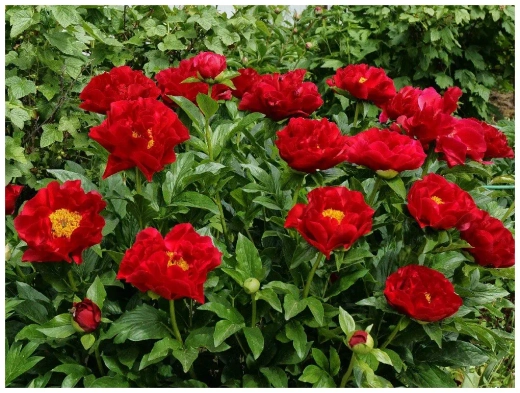 Пион Макинак Гранд 2-3 почки Закупка М81 октябрь 2026