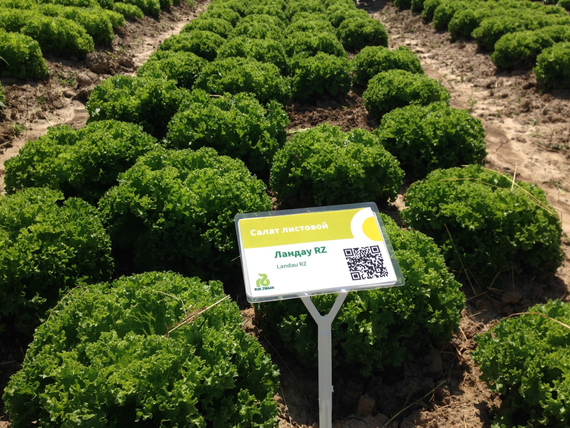 ЛАНДАУ семена салата Rijk Zwaan цена – фото 4