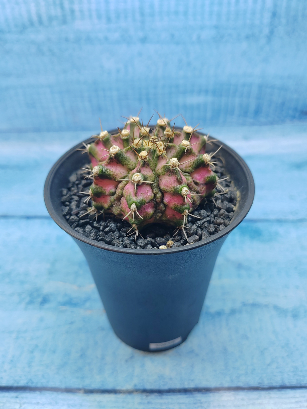 Gymnocalycium T-Rex Pink hybride (Гимнокалициум T-rex)