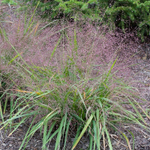 Полевичка видная. Eragrostis spectabilis.