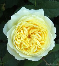 Нельсон Монфорт (Nelson Monfort)