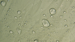 Outwell Oklahoma Sage Green [290360]