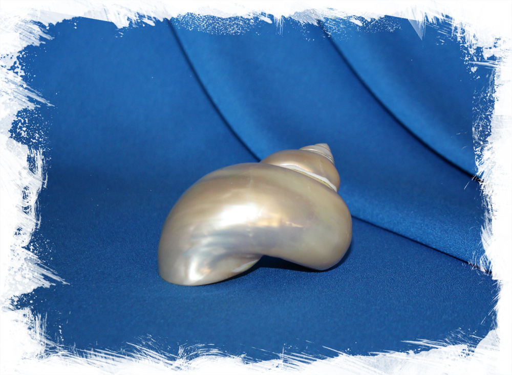 Полированный сереброустый Турбо