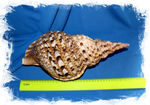 Харония Тритонис (Charonia tritonis), 38см, 1шт