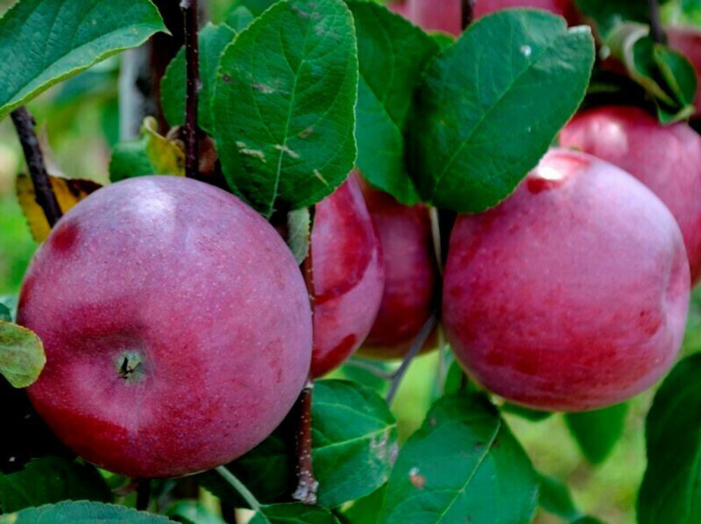 Саженец яблони «Спартан» (Зимняя, Канадская селекция, Десертная)