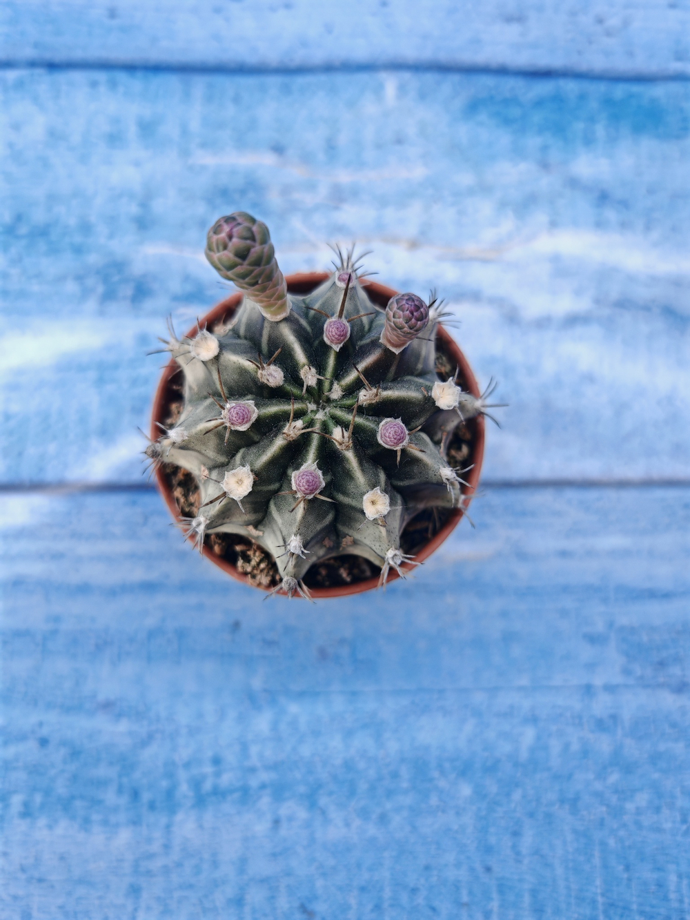 Gymnocalycium Friedrichii (Гимнокалициум)