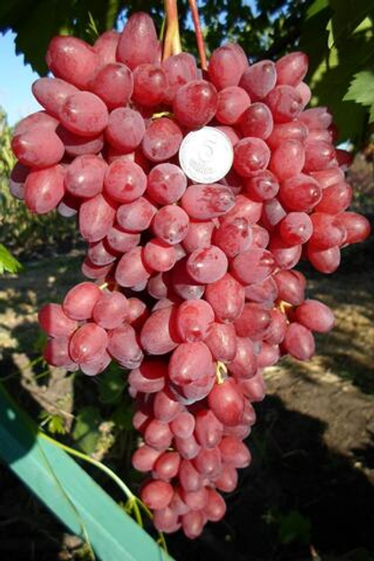 Виноград кишмиш Велес 1шт