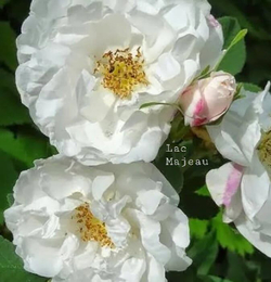 Роза канадская Лак Маджеу С4 Закупка М43 июнь 2026