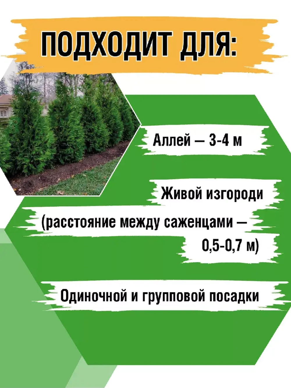 Саженец Туя западная Брабант 4 шт хвойные