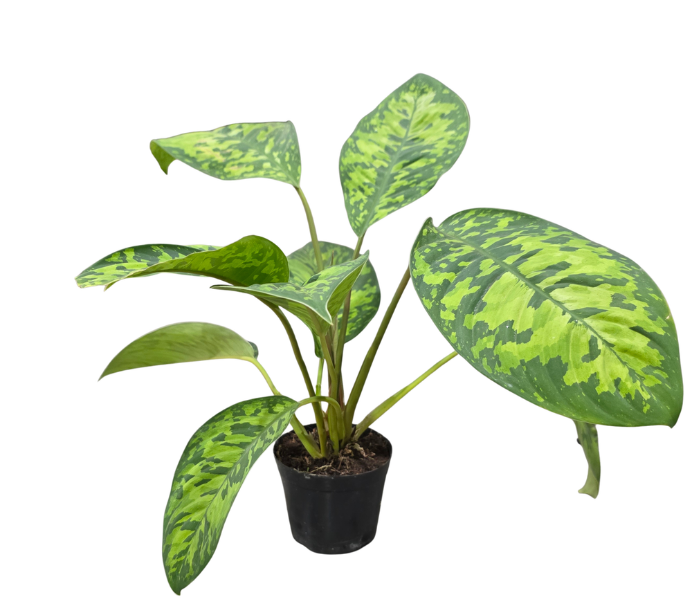 Хомаломена Камуфляж