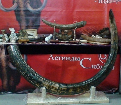 "Мелодия тысячелетий", бивень мамонта