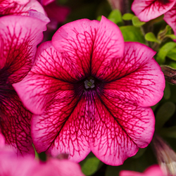 Петуния грандифлора Лимбо Джи Пи Плам (1000др) Витагрин Профи