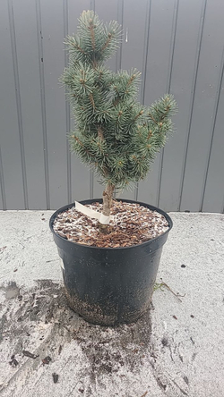 Ель колючая Изели Фастигиата С7,5 (40см) Закупка М35 наличие 2026