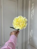 Диантус в желтом оттенке