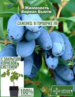 Саженец, Жимолость, Бореал Бьюти