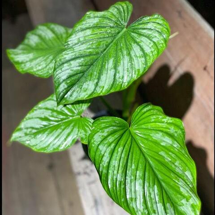 Филодендрон MAMEI