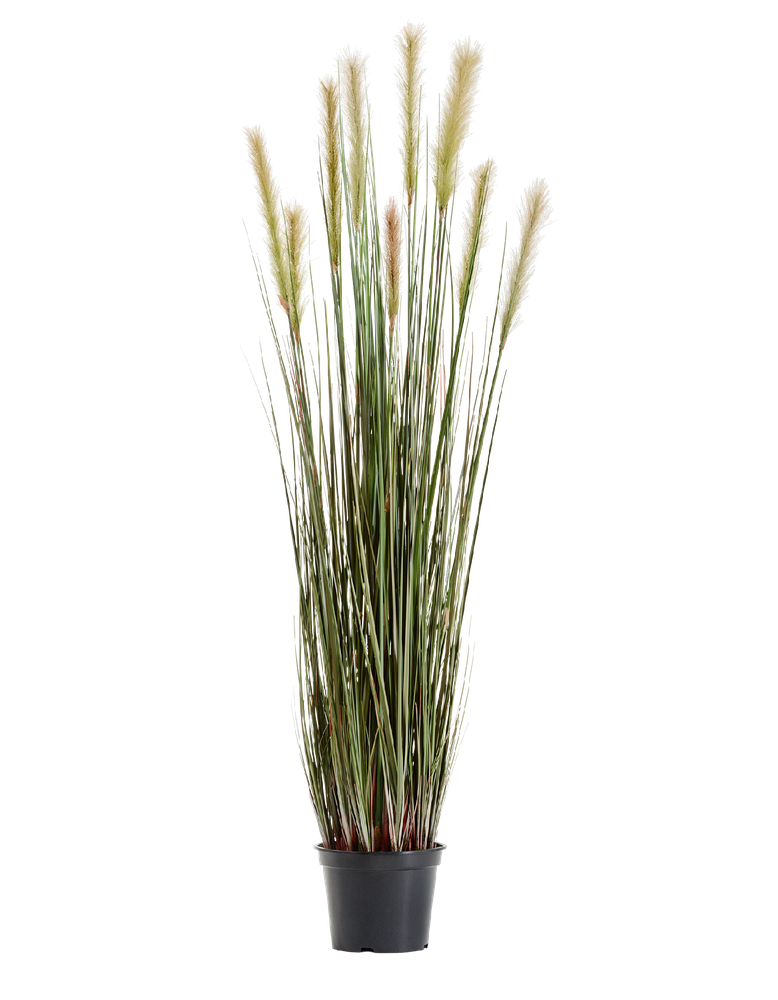 Злаковые травы 120 см