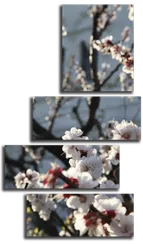 Модульная картина "Цветение абрикоса"