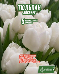 Тюльпан Луковица, Айсберг, 5+шт