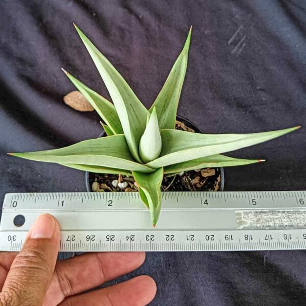 Сансевиерия CHANIN