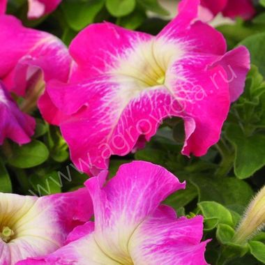 S60106 Петуния кустовая Grandiflora Limbo GP Rose Morn 100 шт.