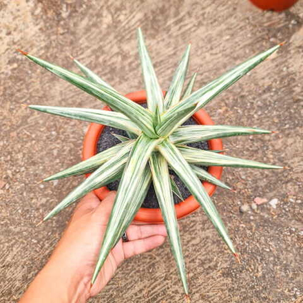 Сансевиерия ALL NIGHT STAR VAR s.L