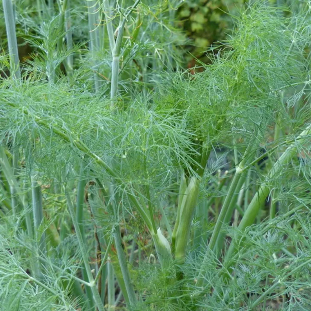 Голдкрон семена укропа (Enza Zaden / Энза Заден)