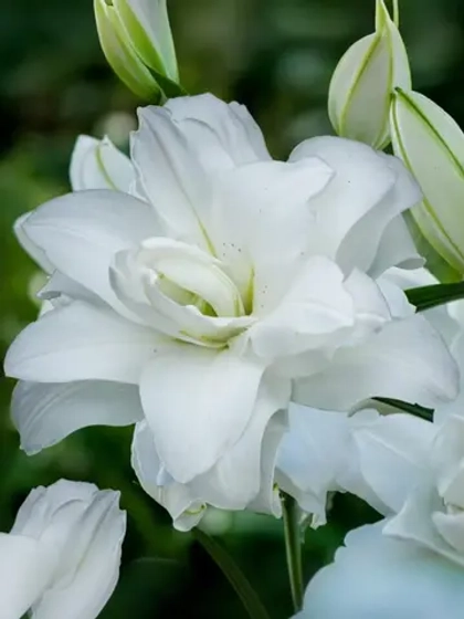 Лилия Пернилла (махровая серия «Роузлили»)