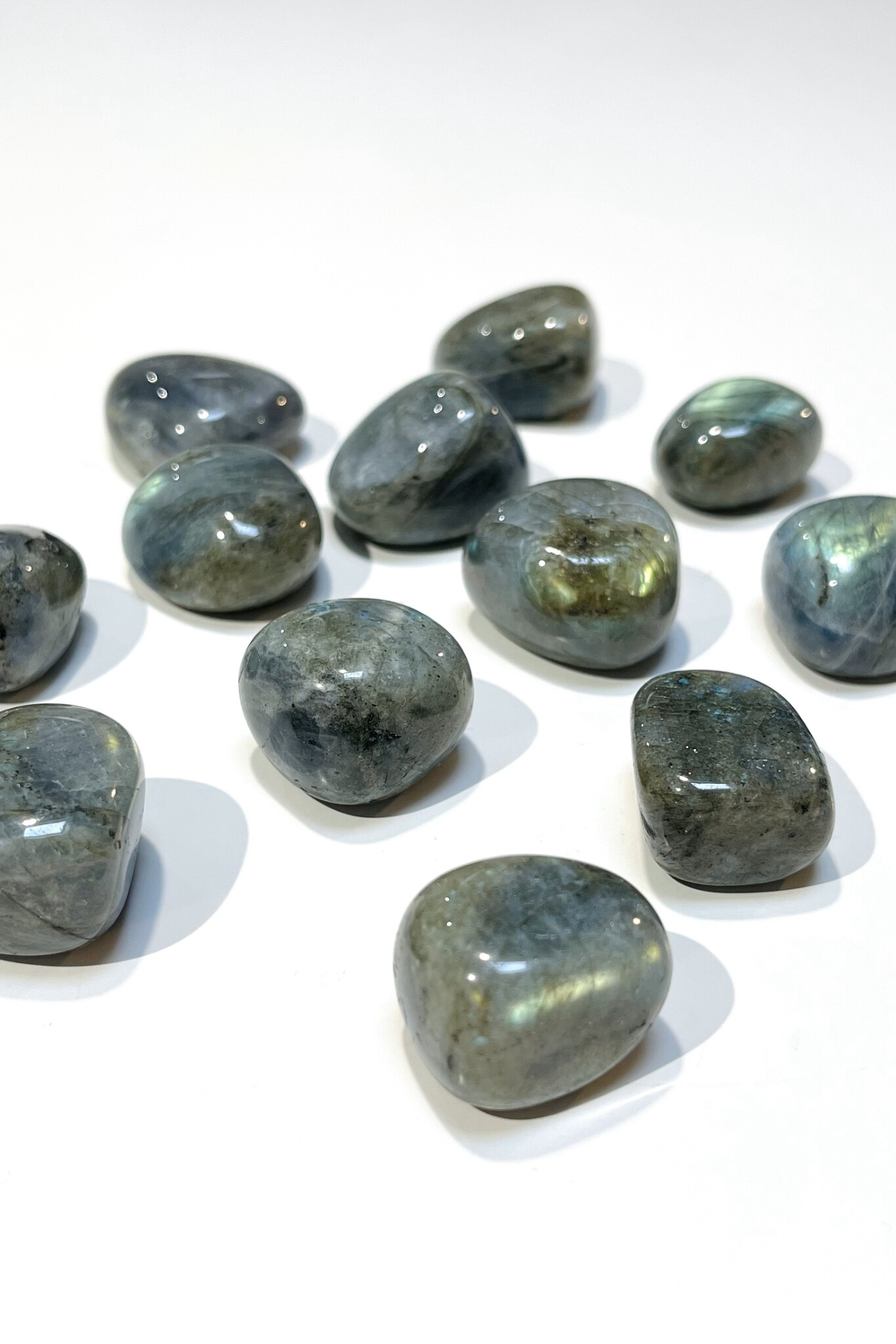 Лабрадор галтовка