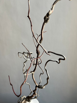 Корилус коряга