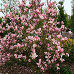 Магнолия "Georde Henry Kern"