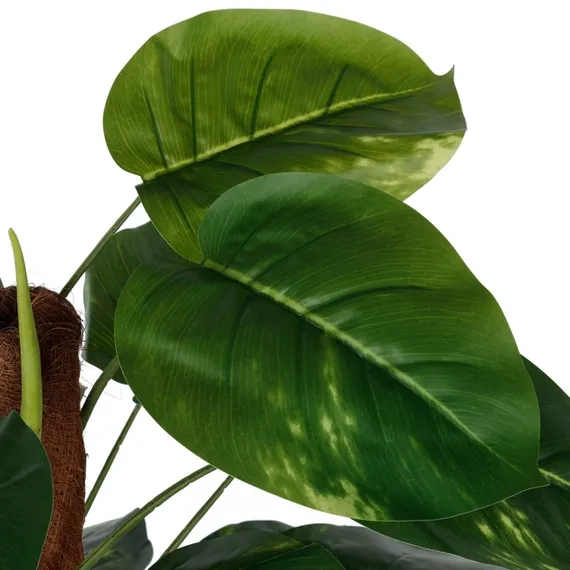 Диффенбахия высота 152 см