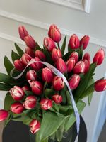 АКЦИЯ тюльпан - классика КРАСНО-БЕЛЫЙ