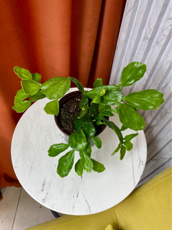 Нопалея (Опунция), Кактус, D12см H30см, 1шт, Россия