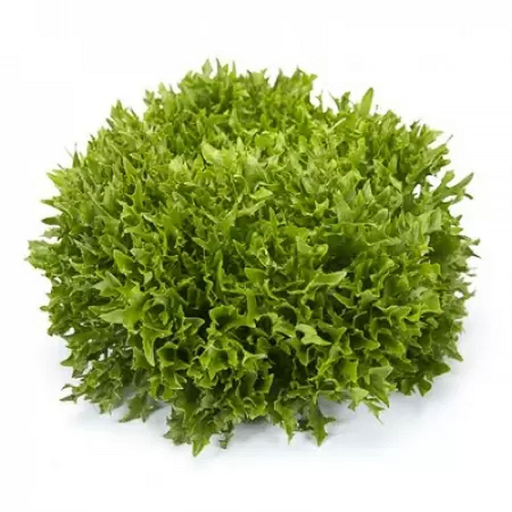 Экзам Knox семена салата саланова – фото 8