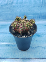 Gymnocalycium T-Rex Pink hybride (Гимнокалициум T-rex)