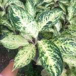 Аглаонема WHITE ICE CREAM