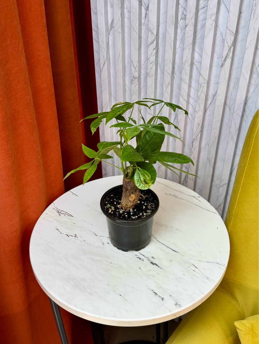 Пахира, D9см Н30см, 1шт, Urban Jungle (2962)