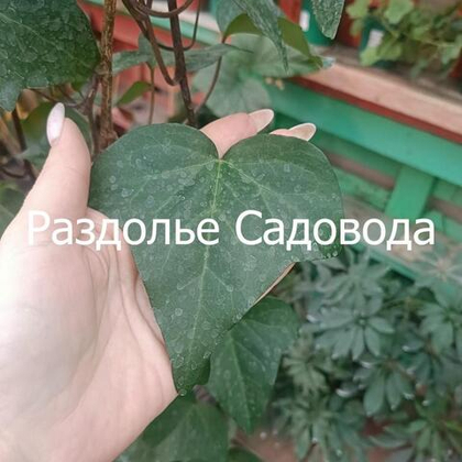 Плющ колхидский Дентата